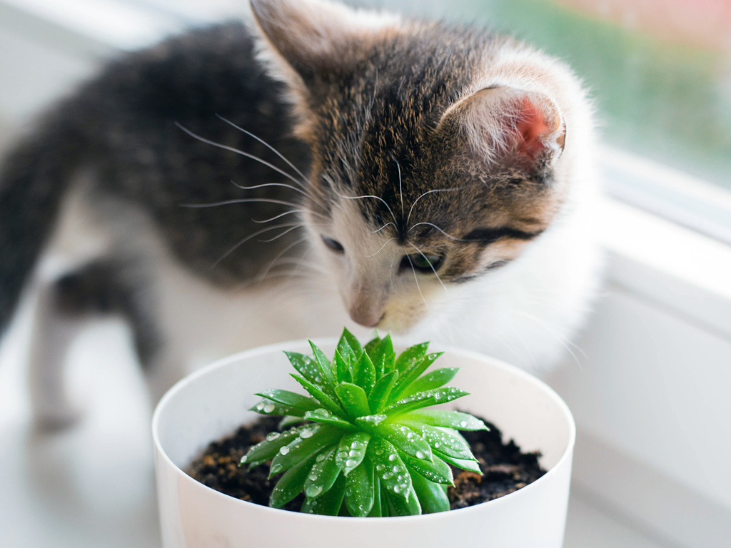 Pet Safe Succulents