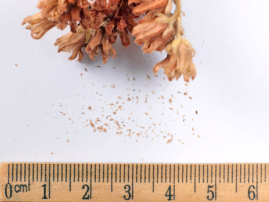 Tiny Sempervivum heuffelii seeds