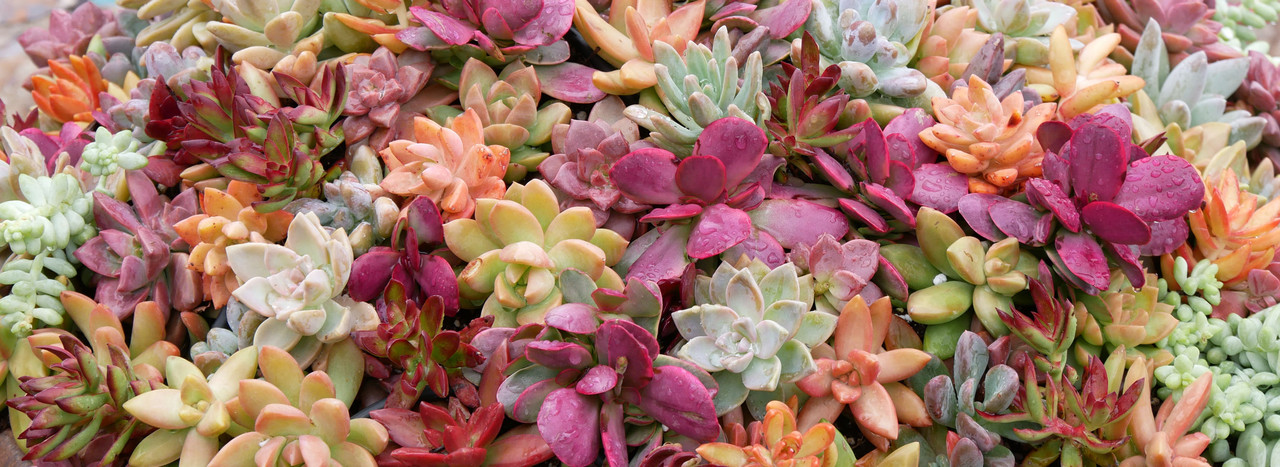 Succulents for Sale Online | Mountain Crest Gardens™ Succulent Plants