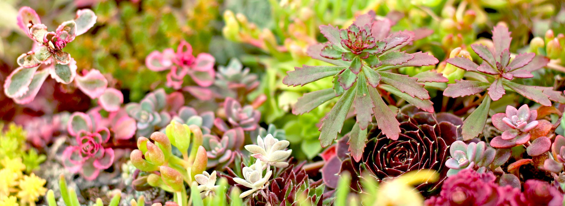 Succulents for Sale Online | Mountain Crest Gardens™ Succulent Plants
