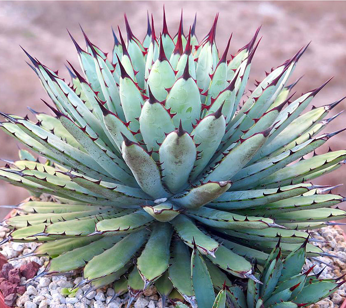 Sisal Plant, agave sisalana, Plantation in Madagascar near Fort