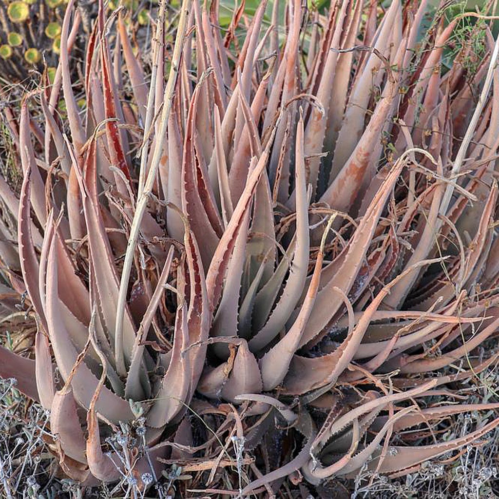 Aloe vera