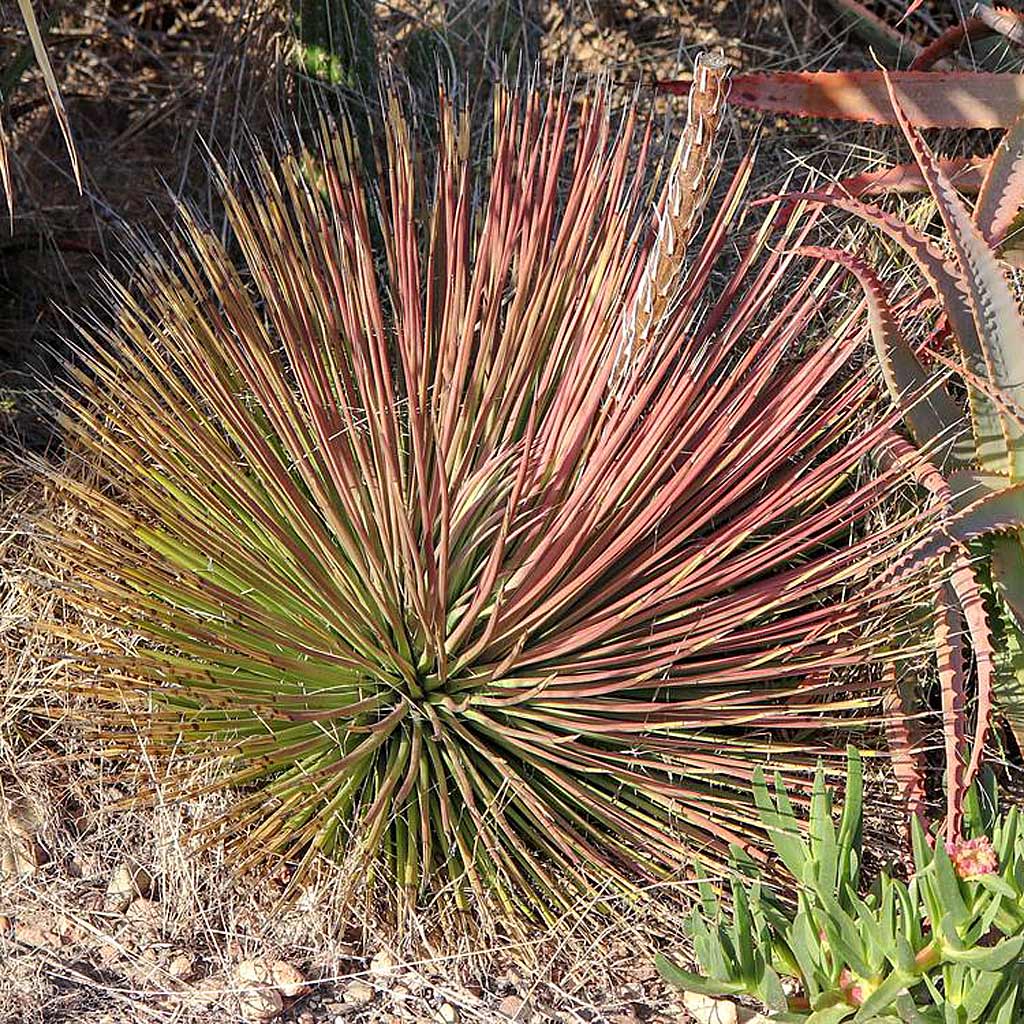 Hedgehog Agave (Agave stricta)