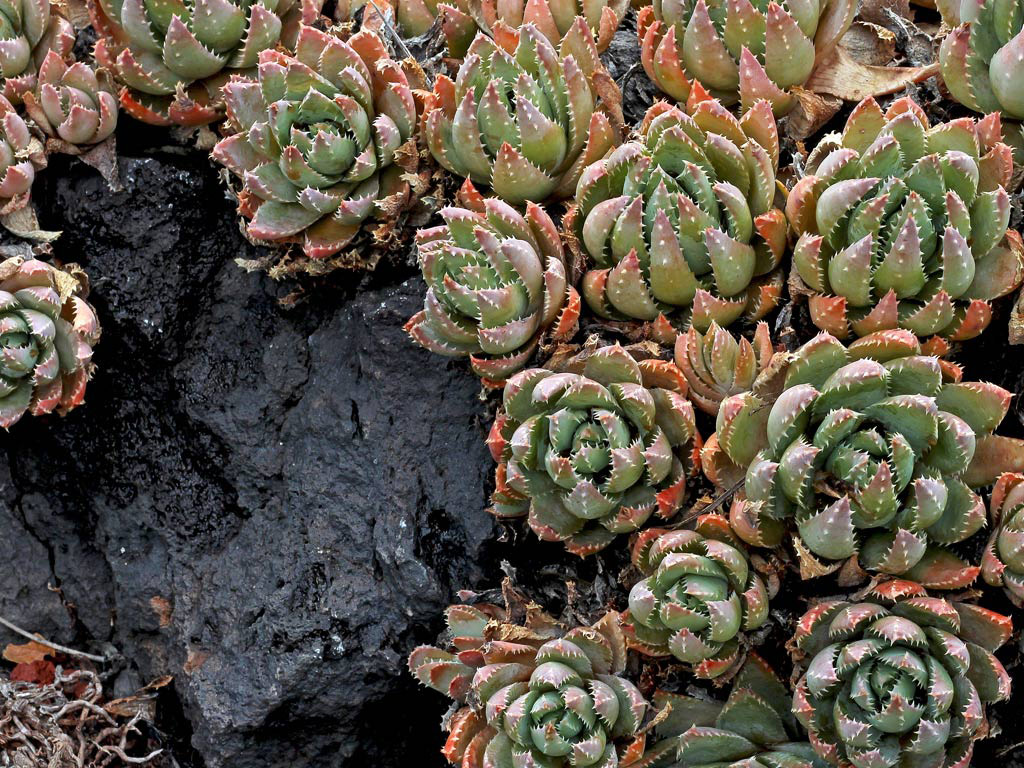 50 Echeveria mixed seeds Rare Cactus Succulent Garden Plant Gift Flower