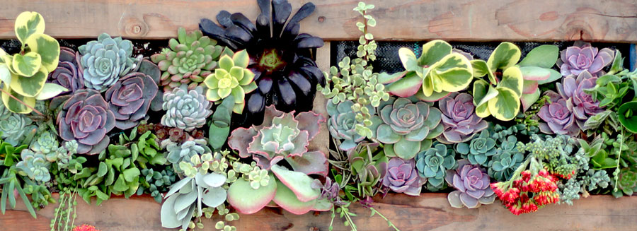 Diy Succulent Wall Using Wood Pallet Mountain Crest Gardens