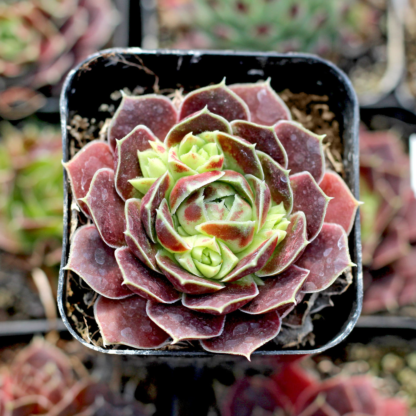 Sempervivum heuffelii chicks