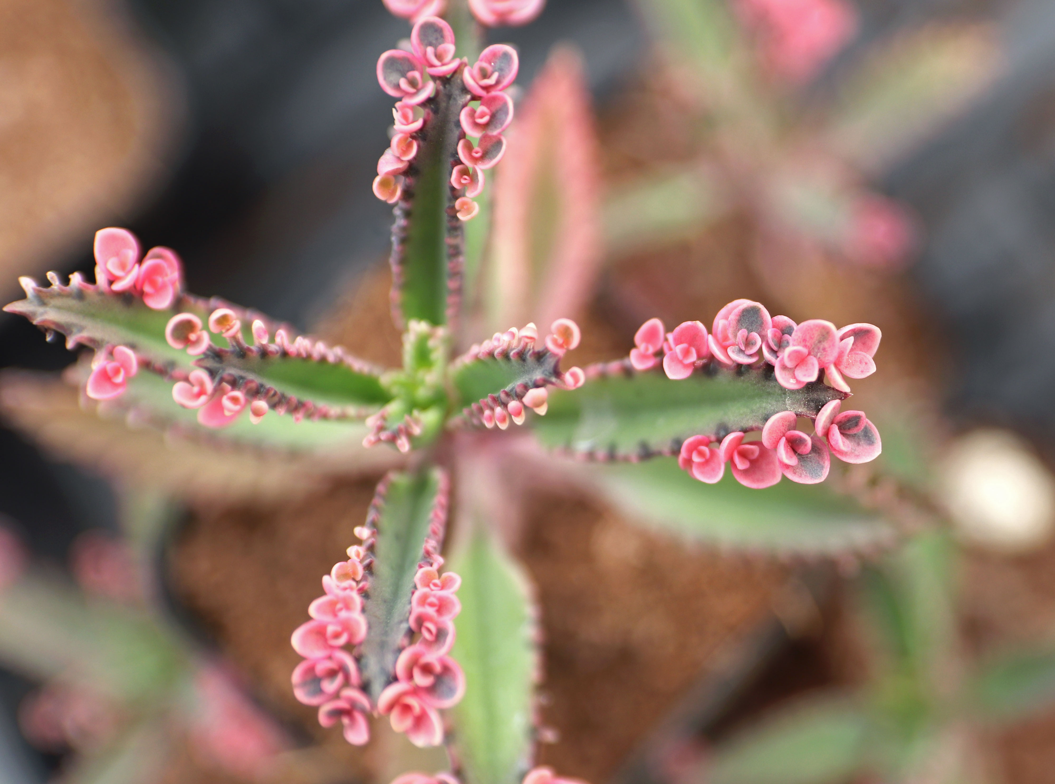 Kalanchoe Pink Butterflies: Care Tips & Where to Buy - Mountain Crest  Gardens