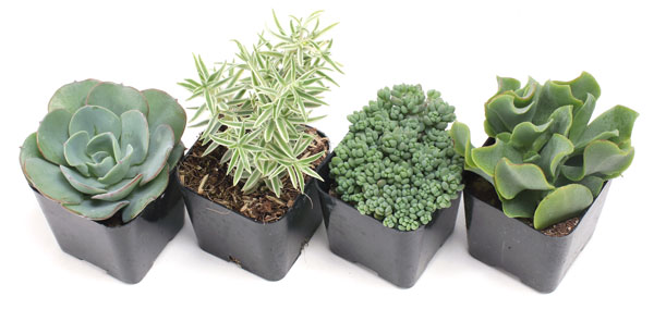 The Ultimate Succulent Club™ - Monthly Subscription Box