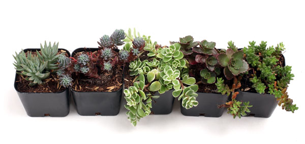 The Ultimate Succulent Club™ | Succulent Subscription