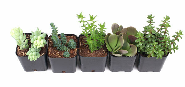 The Ultimate Succulent Club™ | Succulent Subscription