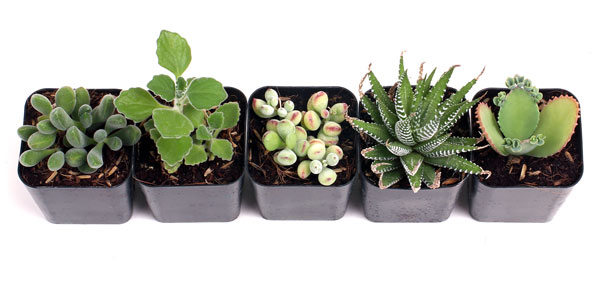 The Ultimate Succulent Club™ 