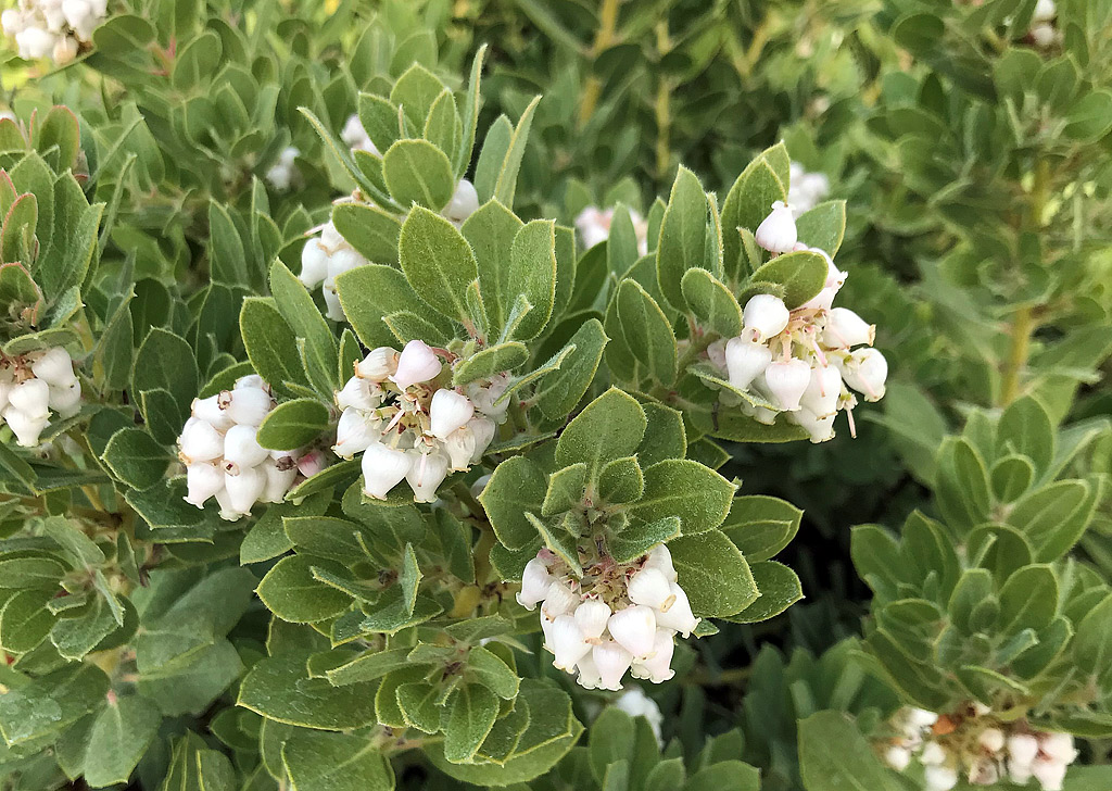 Arctostaphylos pumila – Sandmat Manzanita