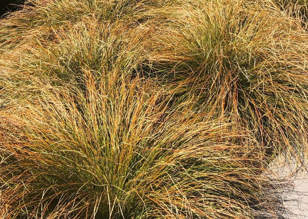 Carex testacea – Orange Sedge