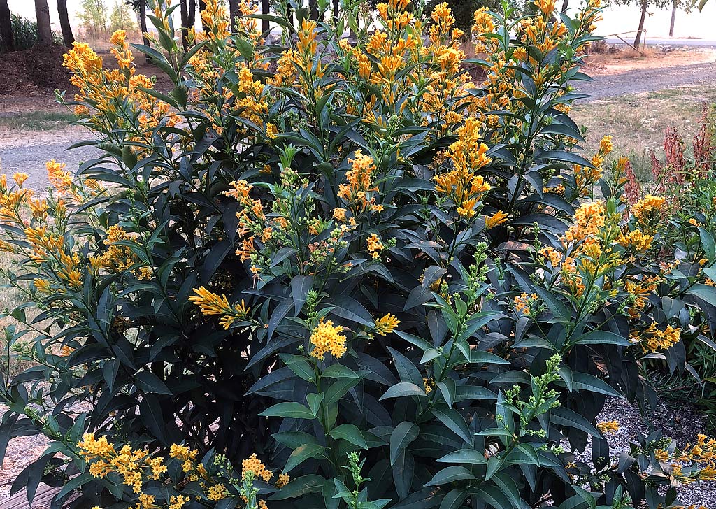 Cestrum aurantiacum 'Orange Zest' – Jessamine