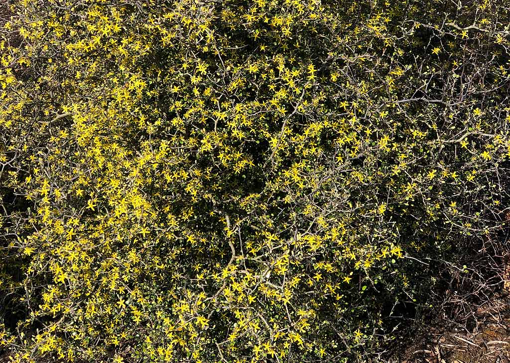 Corokia cotoneaster – Wire Netting Bush