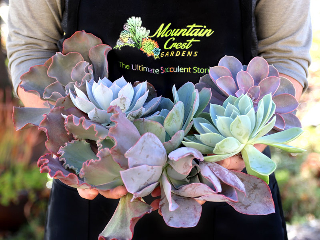 Planting Succulent Cuttings A Visual Guide Mountain Crest Gardens