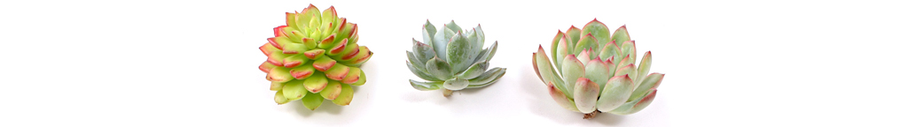 Succulent Cuttings