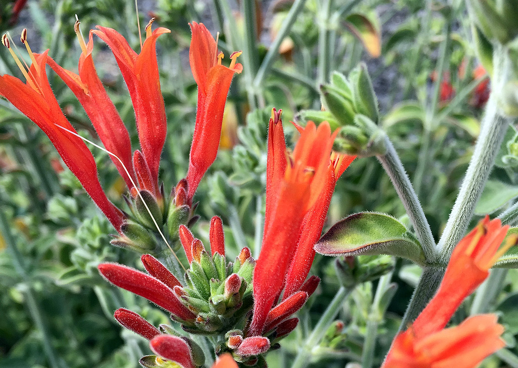 Dicliptera suberecta – Hummingbird Plant