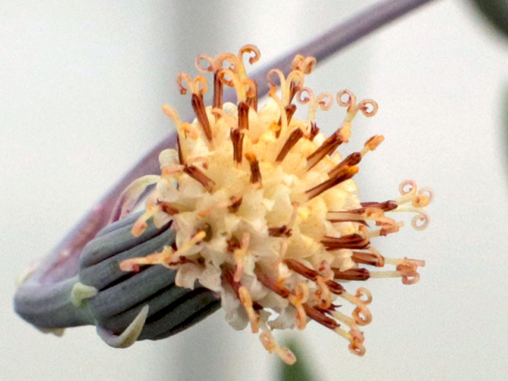 Senecio String of Dolphins Flower