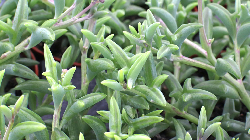 String of Dolphins Succulent