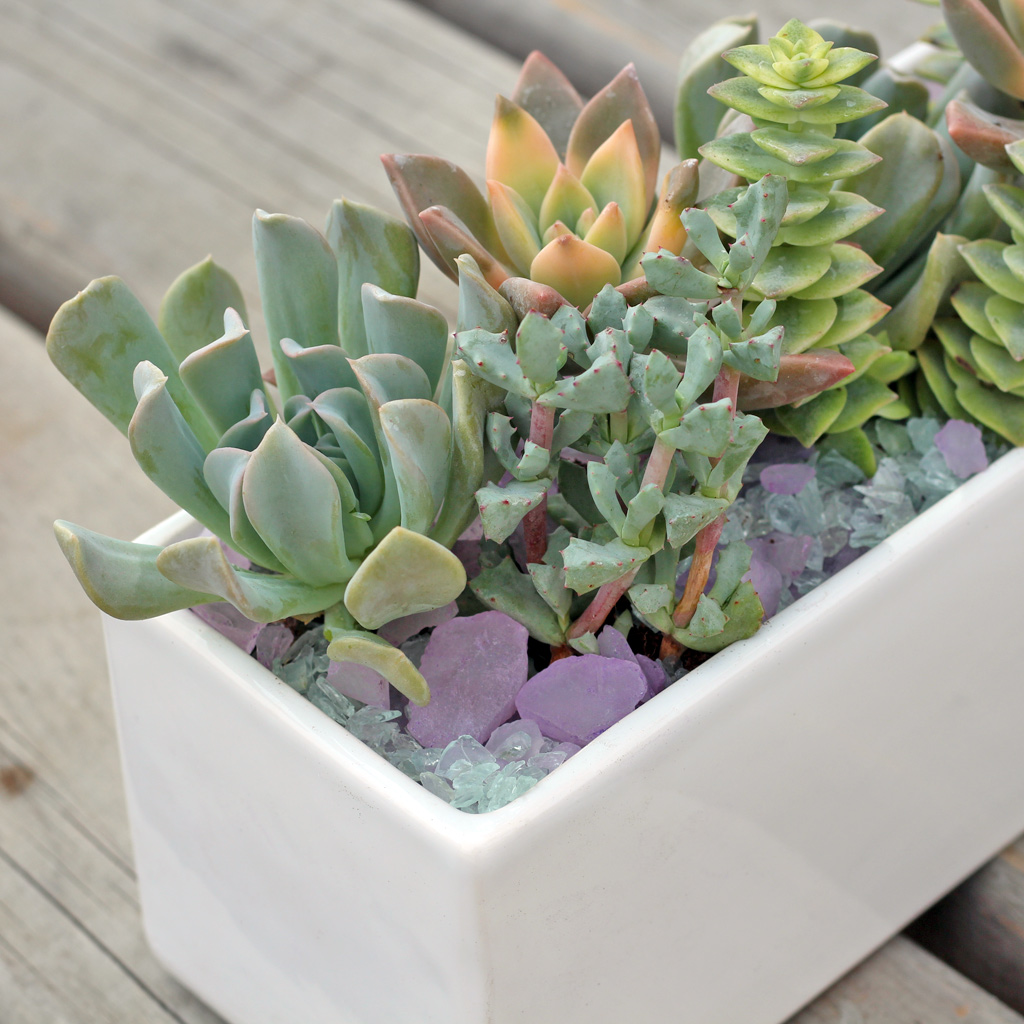 Soft succulents and top dressings