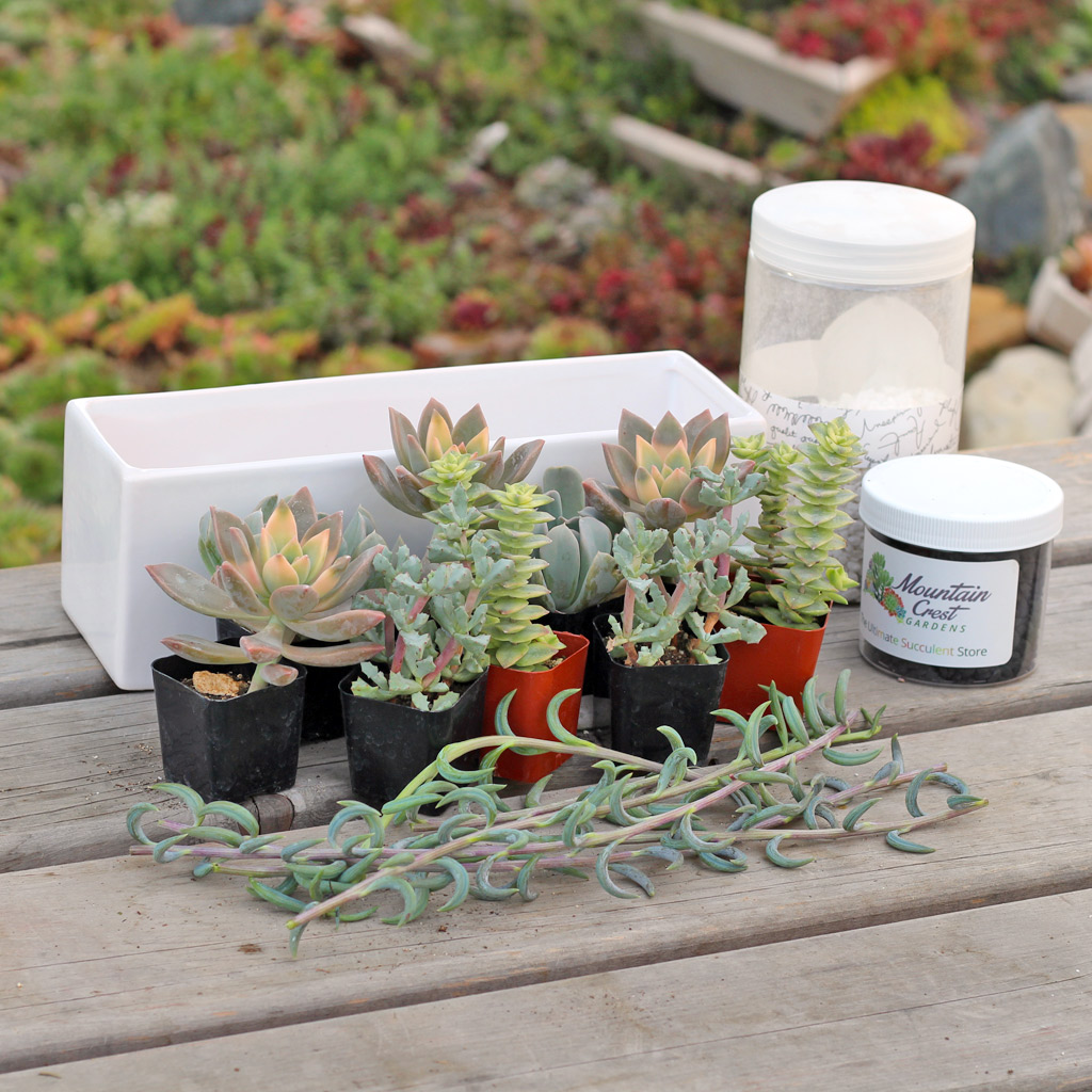 Soft succulents and planting accessories