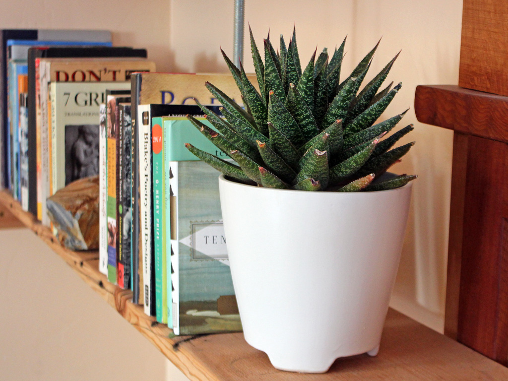 Gasteraloe 'Flow' for Low Light