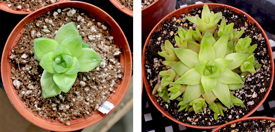 Haworthia planifolia before (left) and after one year under grow lights