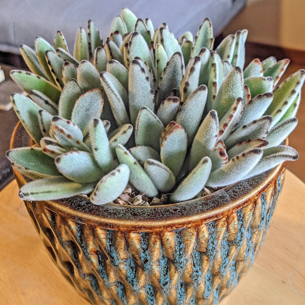 Panda Plant (Kalanchoe tomentosa)