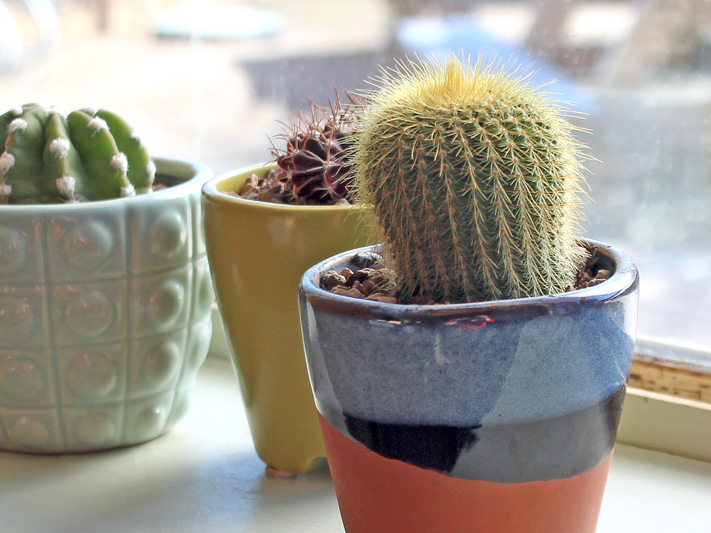 Golden Ball Cactus (Parodia leninghausii)