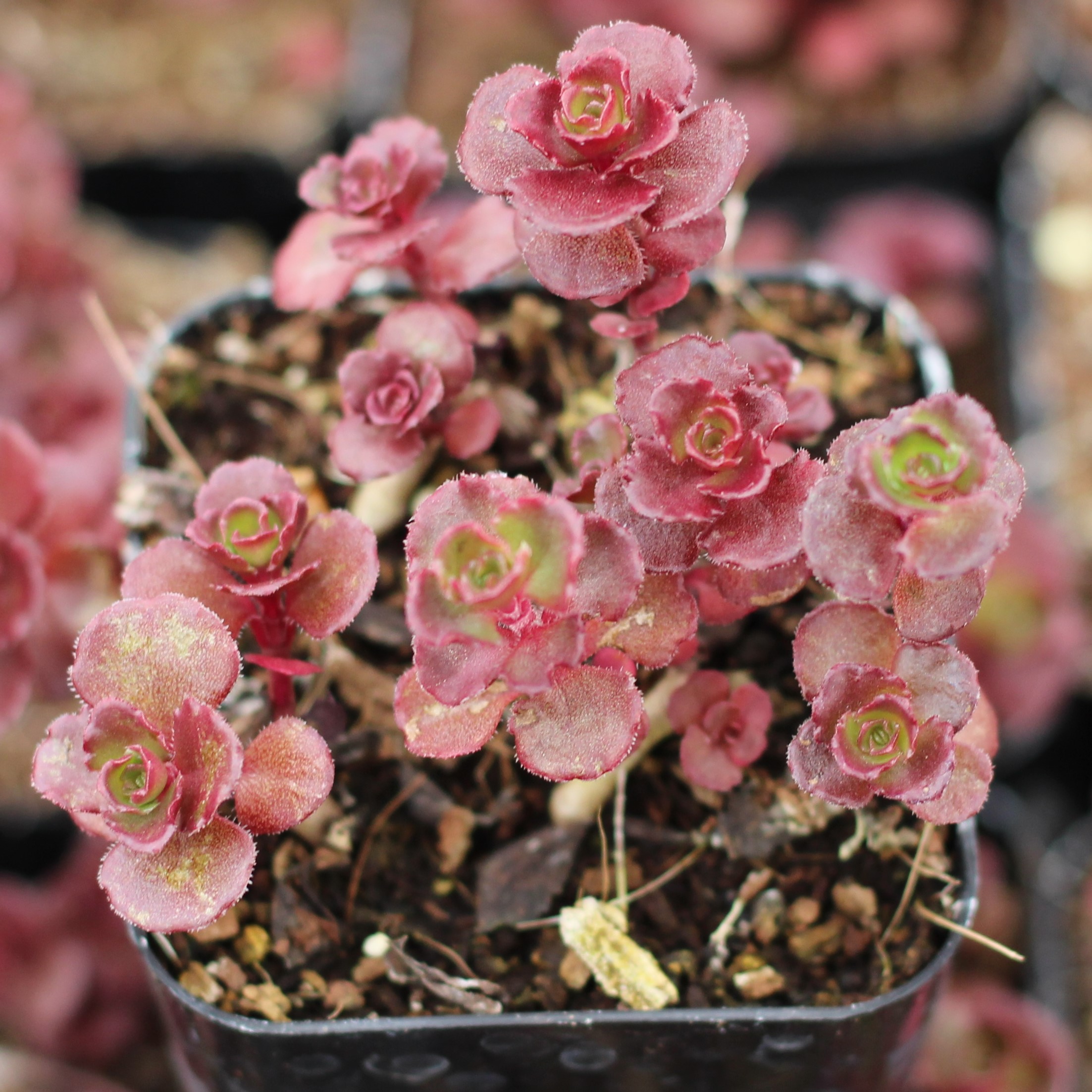 Hardy Succulents with Fantastic Spring Color - Mountain Crest Gardens