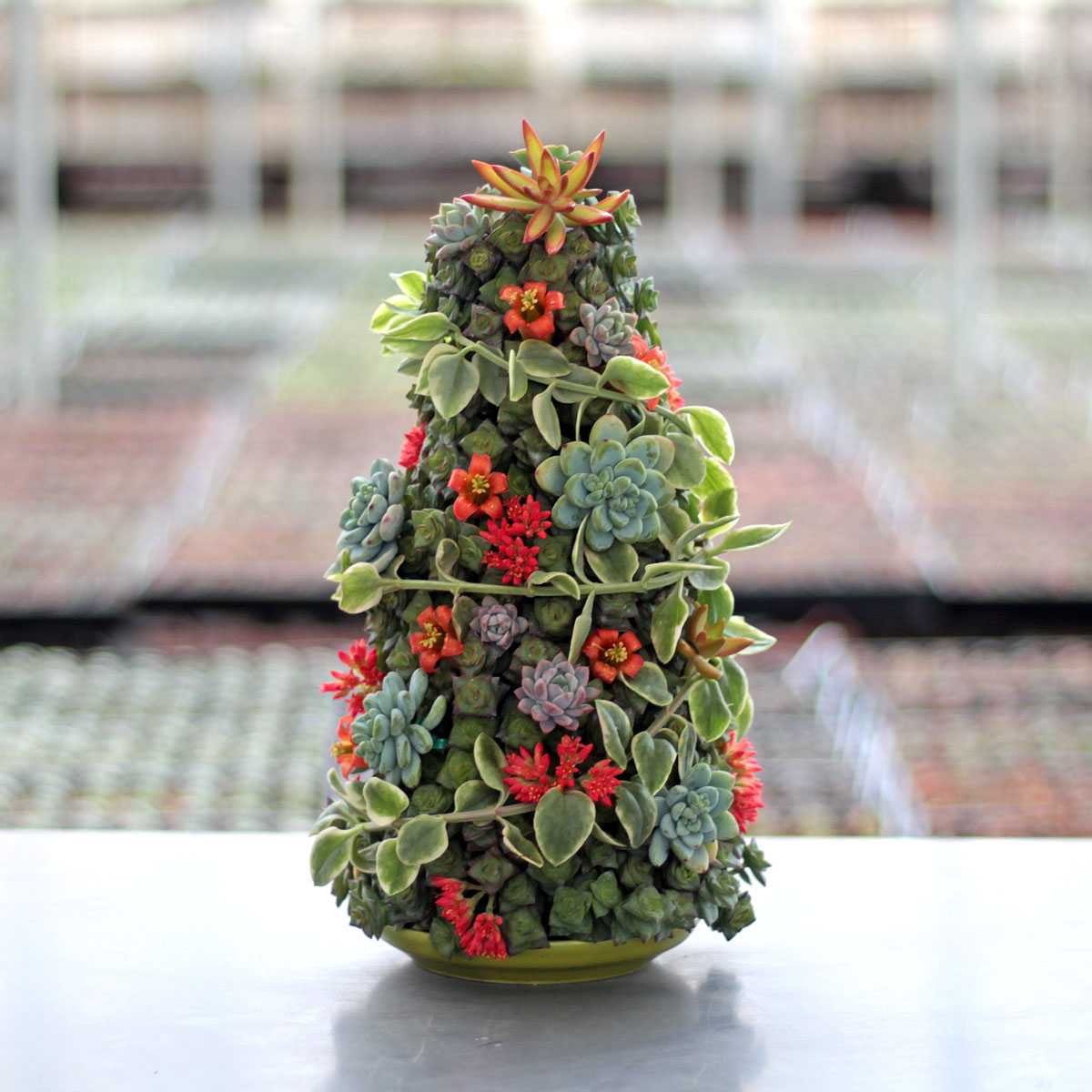 DIY Succulent Christmas Tree Mountain Crest Gardens