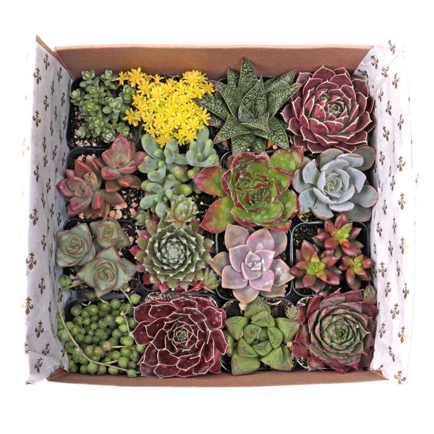 Succulent Gift Box