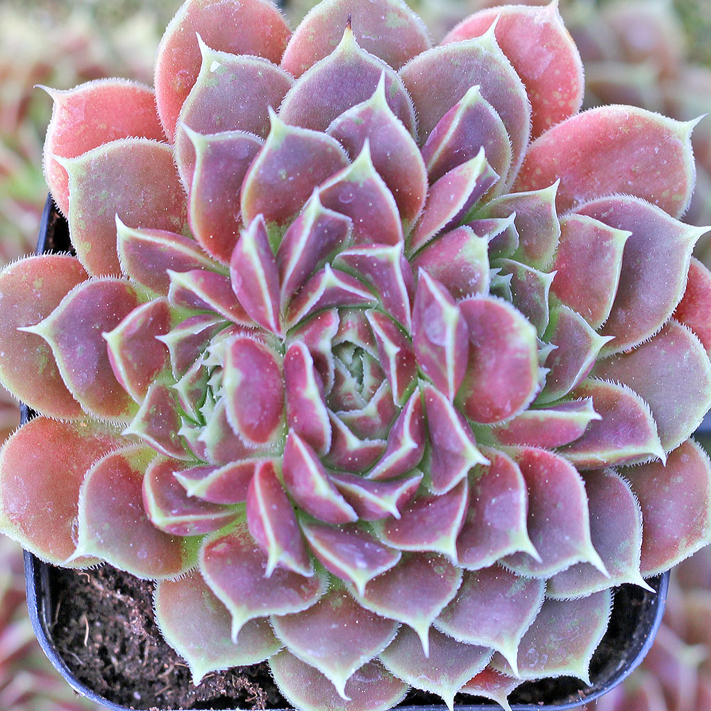 Sempervivum heuffelii 'Giuseppi Spiny'