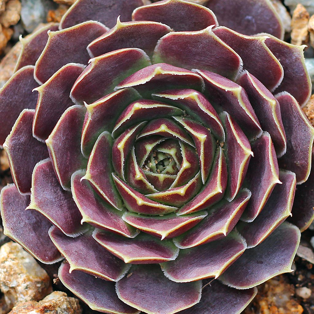 Sempervivum heuffelii 'Beacon Hill'