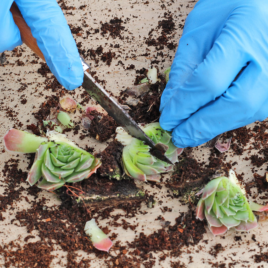 Manual division of Sempervivum heuffelii 'Beacon Hill'