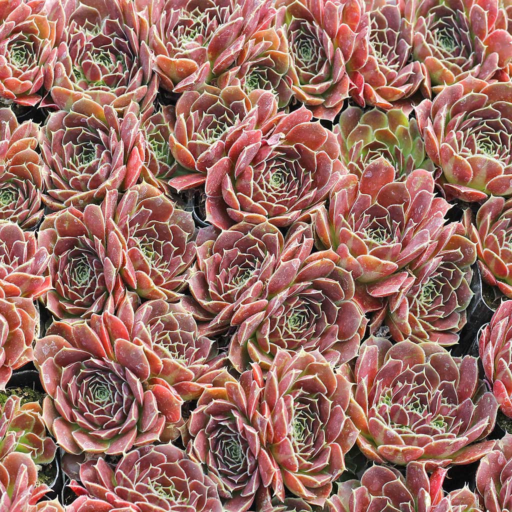 Sempervivum heuffelii 'Irene'