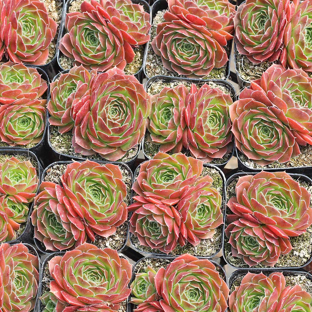 Sempervivum heuffelii 'Milady' with offsets