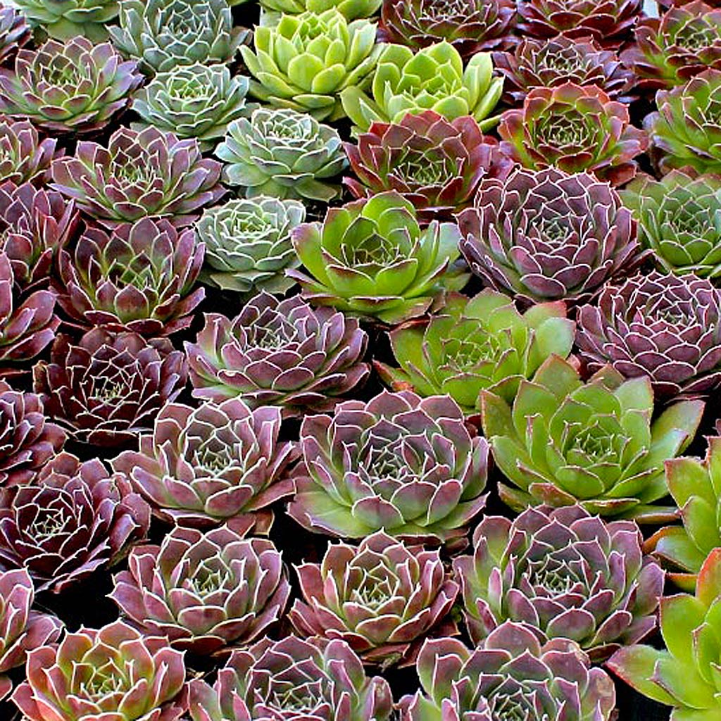 Sempervivum heuffelii