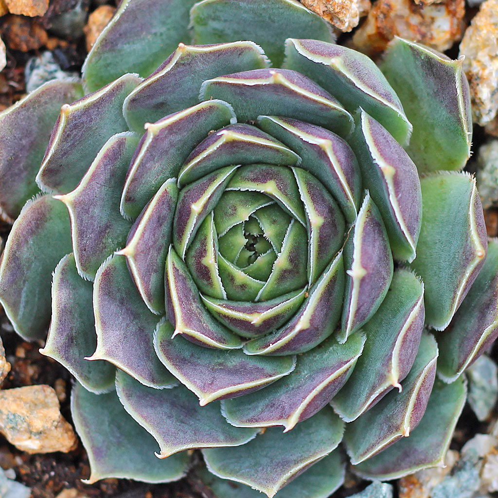 Sempervivum heuffelii 'Perfection'