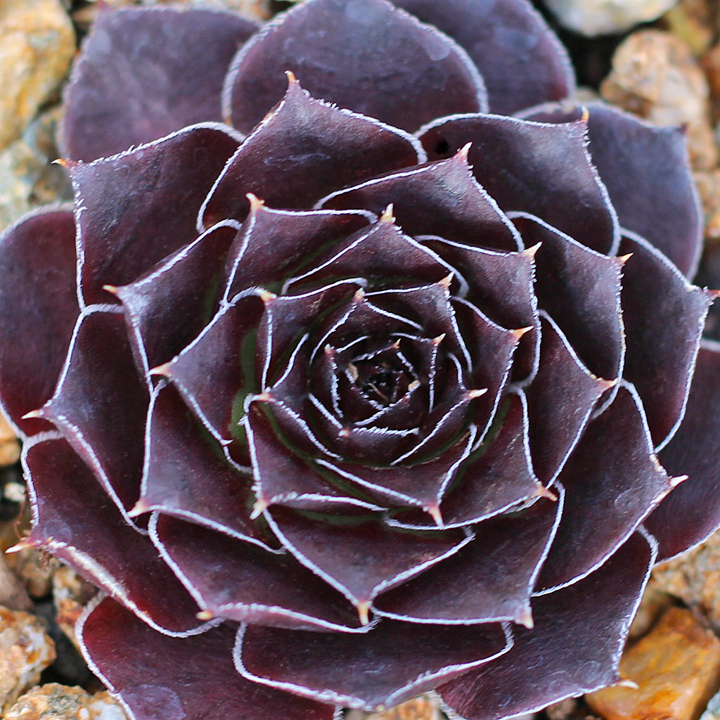 Sempervivum heuffelii 'Red Heuff f/ Munich University'