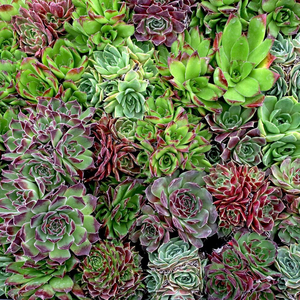 Sempervivum heuffelii