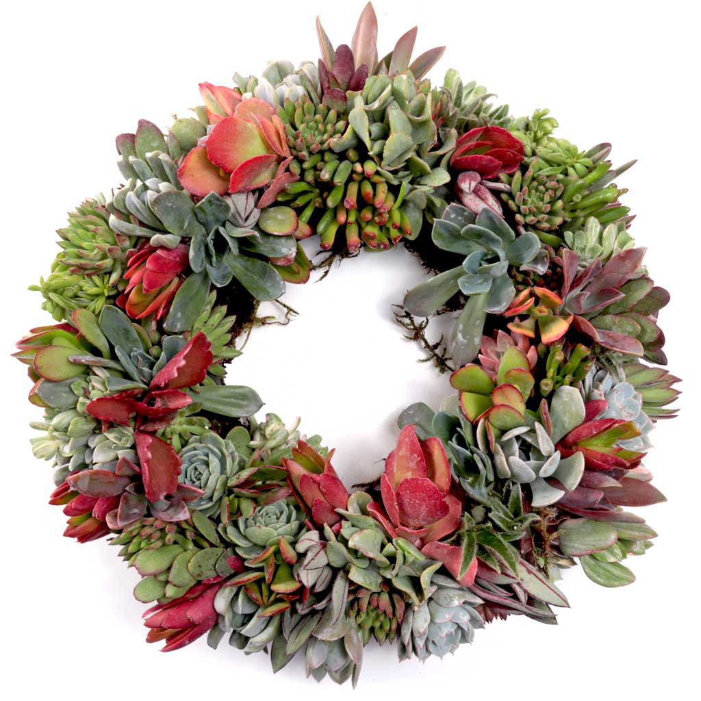 Wreath Form Filled with Succulent Cuttings