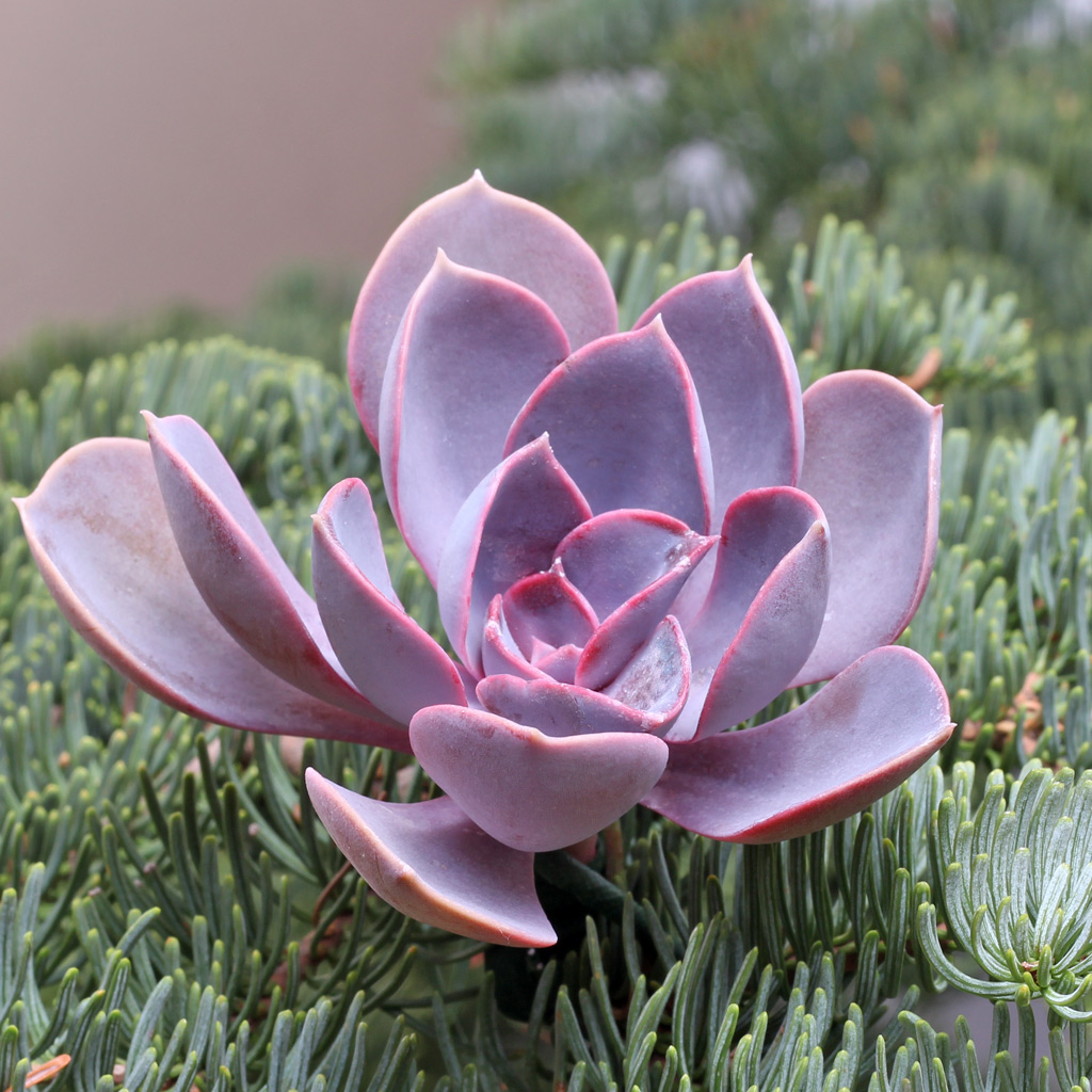 Echeveria 'Perle von Nurnberg'