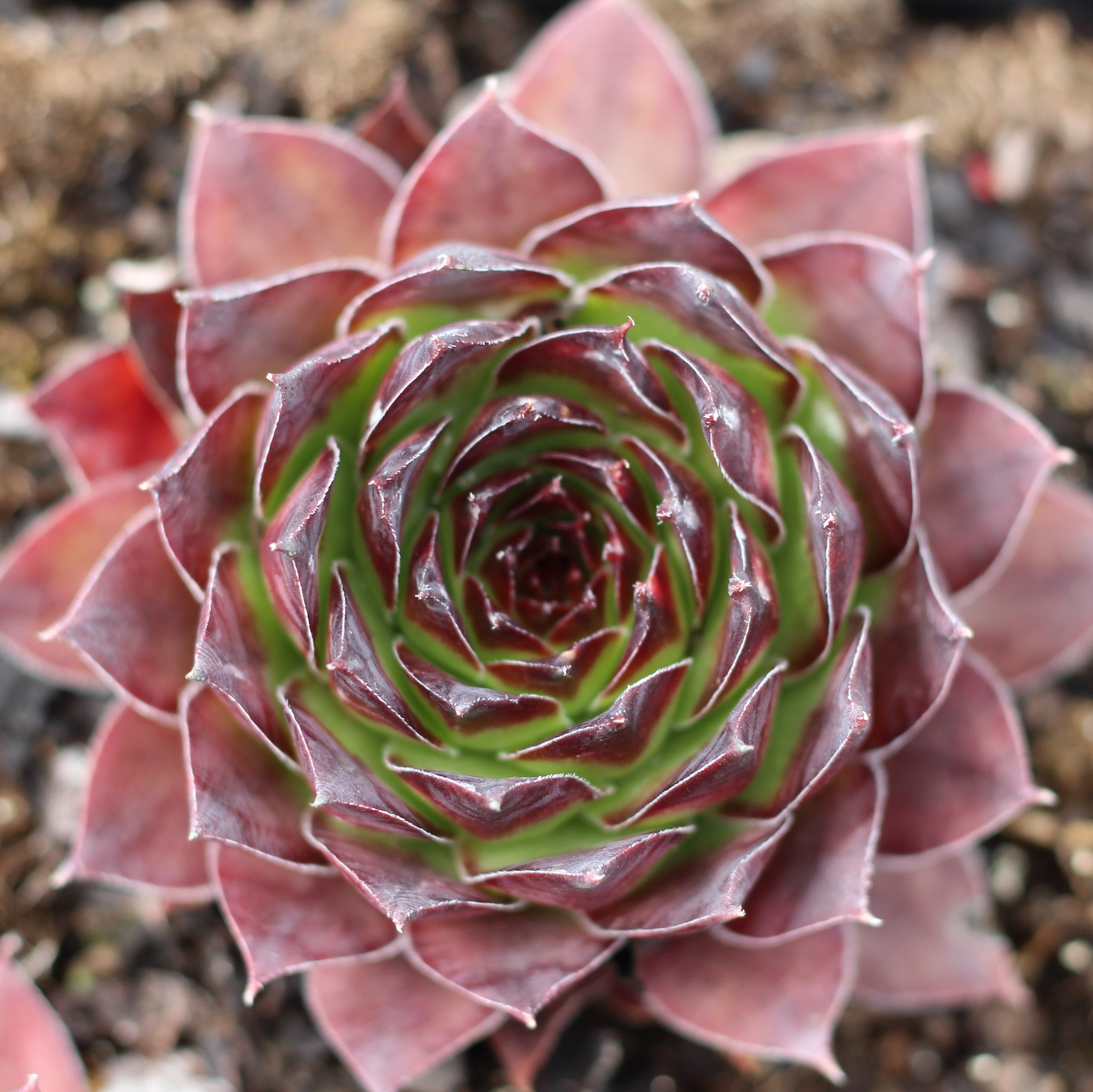 How Winter Cold Affects Your Hardy Succulents Mountain Crest Gardens