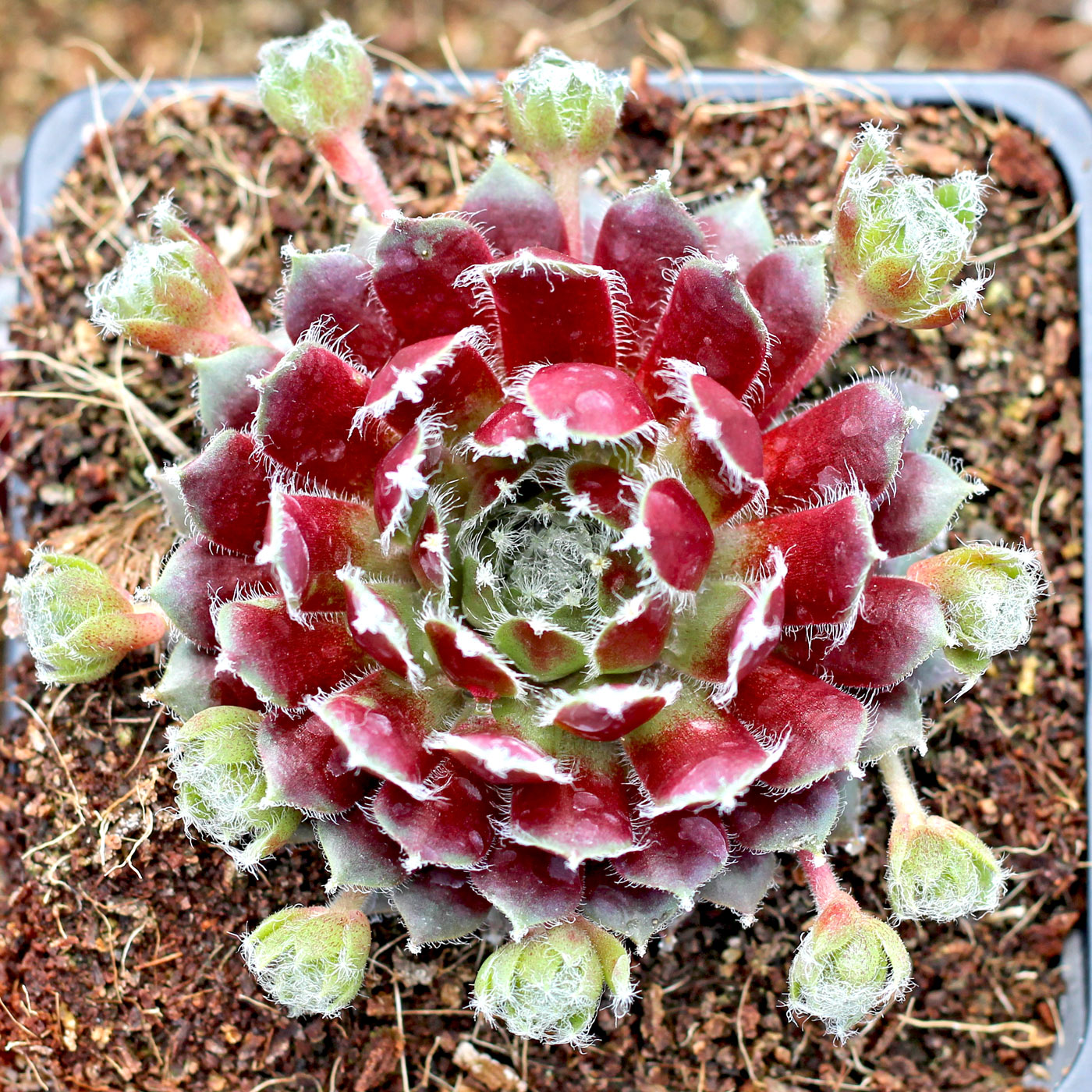 Sempervivum chicks