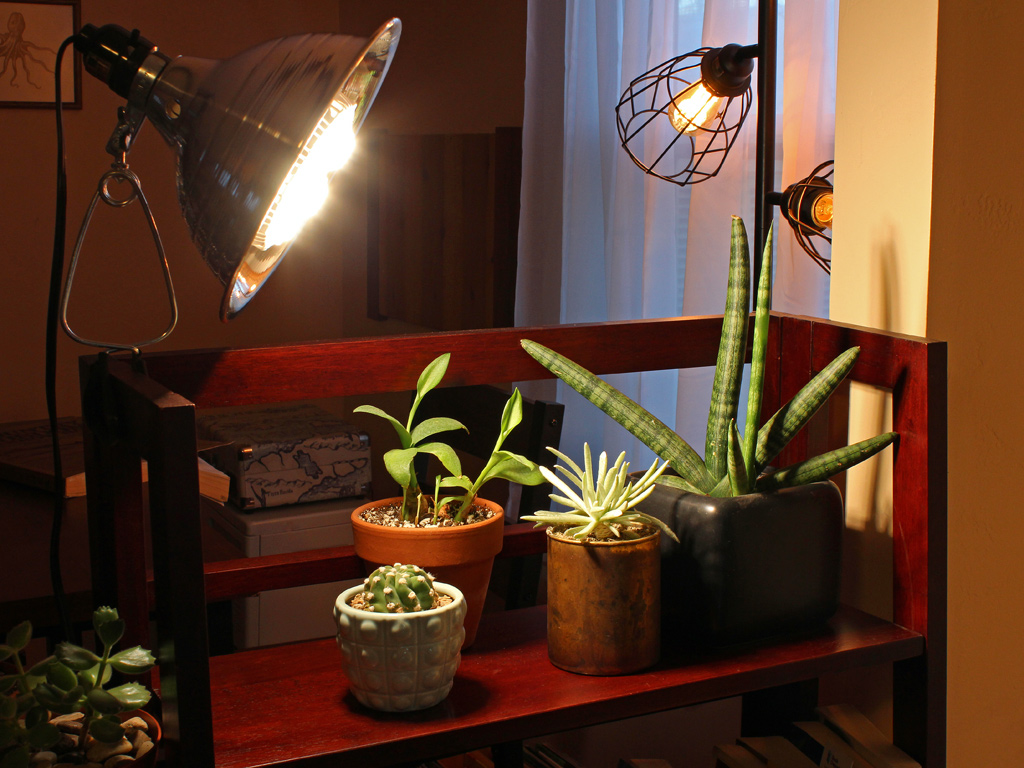 Indoor Succulents with LED Grow Light