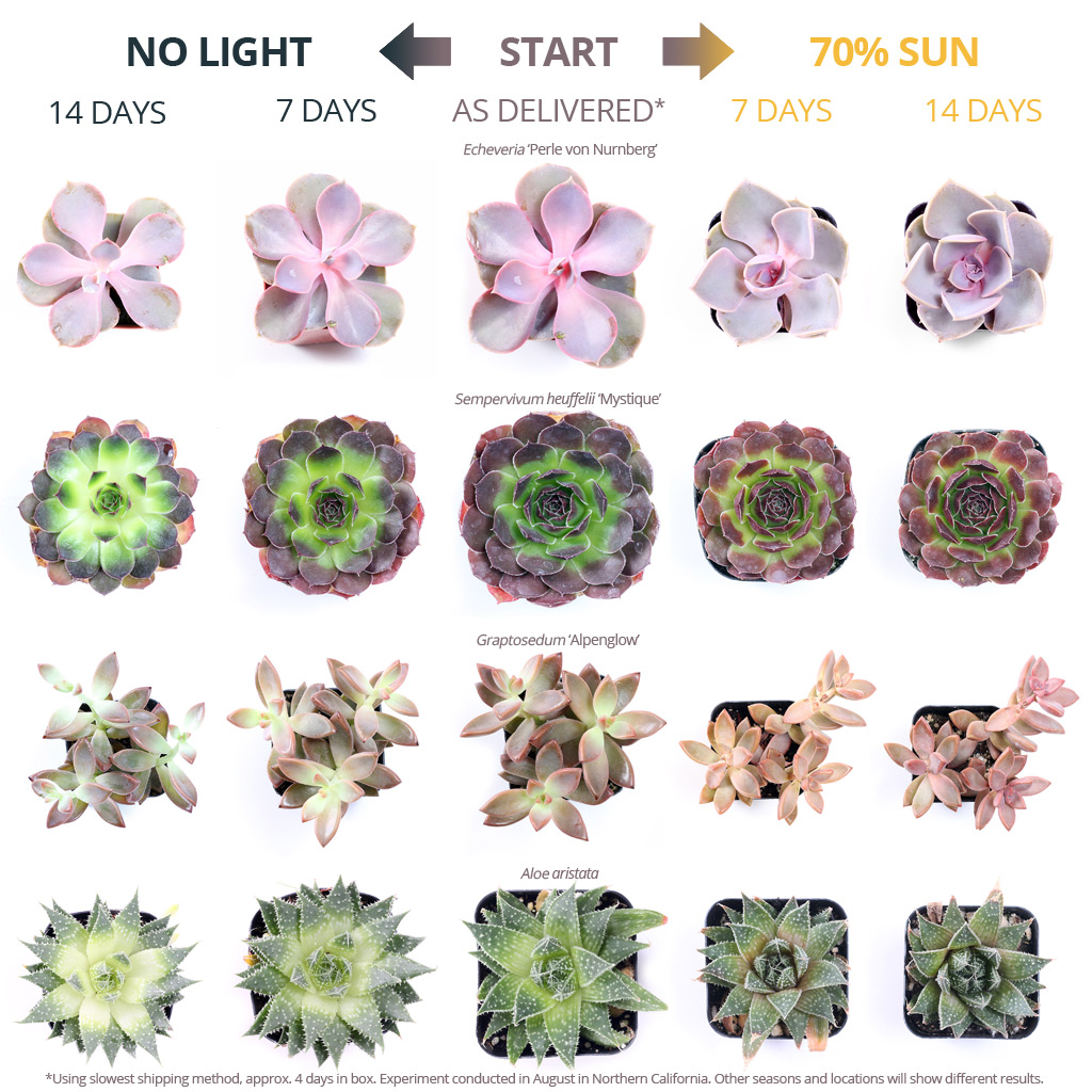 Change The Color of Your Succulent- Yes, It`s Possible! - UnusualSeeds