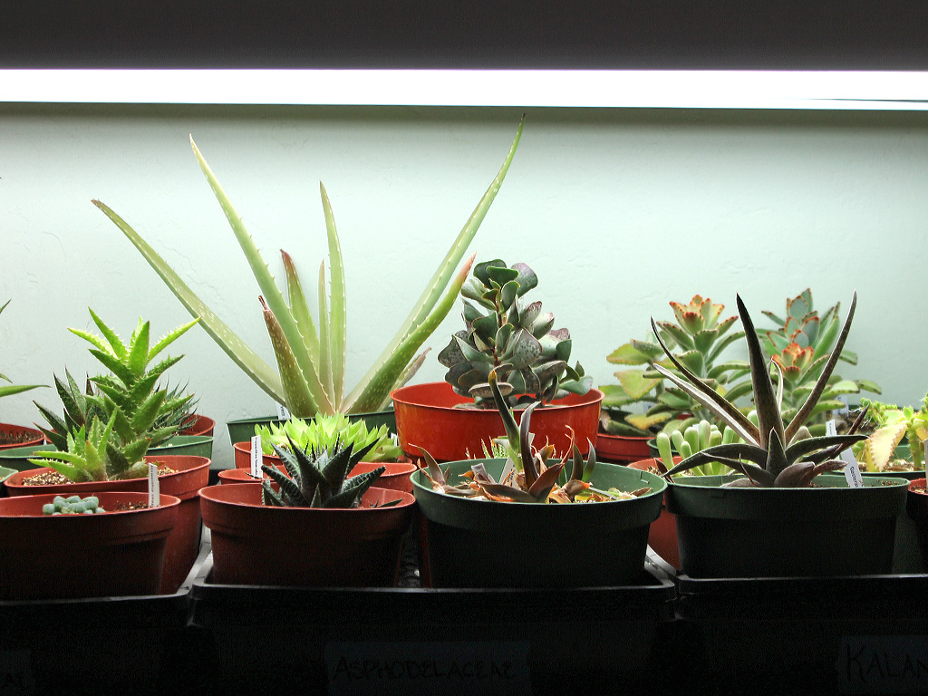 succulents fluorescent light office