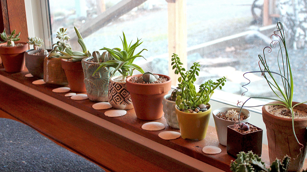 Succulent Grow Light Recommendations Mountain Crest Gardens